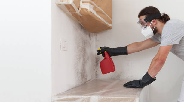 Professional Attic Mold Remediation technician working in Morrisville, NY
